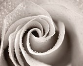 Winter photography Spring flower romantic photo women decor for her grey gray silver black white rose elegant love - Fine Art Print