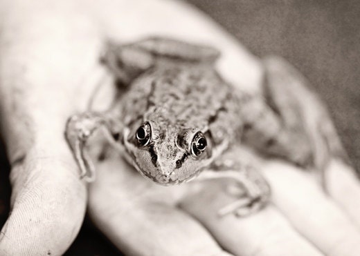 Fathers Day Photography Dad Summer Frog cute men dude children kids boy grey gray stripes small black white light tan hand - Fine Art Print
