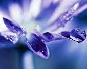 35% off SALE Plum Purple under 100 flower rain water drops white romantic spring photograph - Choose any print as a 16x24 - Fine Art Photog