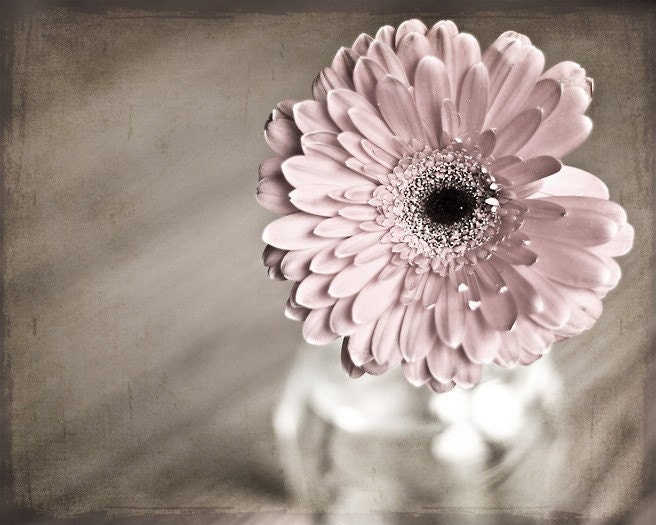 Pink Shabby Chic romantic faded pale soft flower peach black texture photograph - Gerbera Daisy 3 -  8x10 Fine Art Photography Print