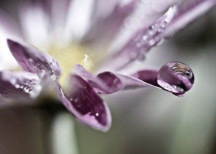 Plum purple romantic photography wedding women under 10 flower soft daisy rain water drops spring green white yellow - 4x6 Fine Art Print