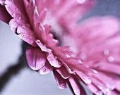 Pink flower rain water drops blue romantic soft gerbera daisy photograph - In a Dream - 5x7 Fine Art Photography Print