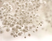 Mothers Day White winter wedding home decor for her women cream ice snow Pale faded romantic elegant love photo - Fine Art Photography Prin