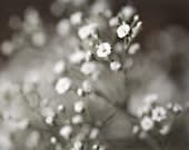White winter wedding women under 50 frost pale faded grey gray little flowers cream soft romantic love - Fine Art Photography Print