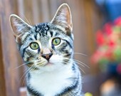 Animal Photography cat children kids pets under 25 kitty kitten cute stripes black grey gray white red color - Fine Art Photography Print
