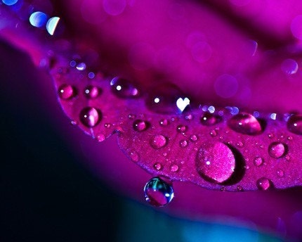 Ready to ship Romantic love rain water drops under 10 women plum purple blue flower - ACEO - Fine Art Photography Print