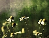 Olive Green flowers under 50 spring soft romantic women mustard spring summer - Springtime Finally - Fine Art Photography Print