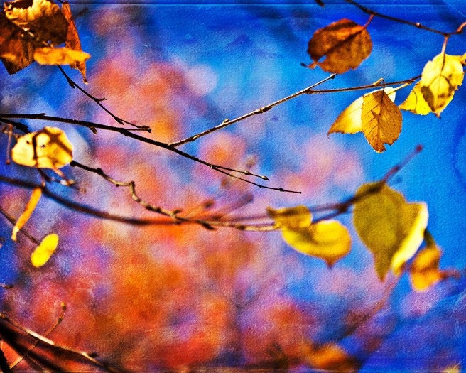 Fall Autumn harvest nature under 50 gold golden orange cobalt blue yellow texture colorful leaves women - Fine Art Photography Print