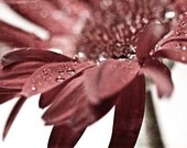 Mothers Day Spring Flower Fall Autumn under 25 brown white red rust rustic women romantic rain gerbera daisy - Fine Art Photography Print