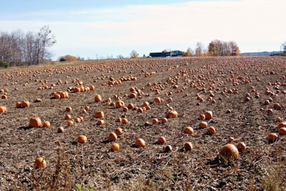 Halloween harvest autumn fall farm under 50 teamt pumpkin patch orange brown - Fine Art Photography Print