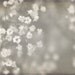 Ready to ship White Photography winter wedding shabby chic photo neutral decor for her romantic cream flowers babys breath - Fine Art Print