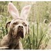Easter Bully pack of 8 cards