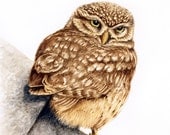 Little Owl Looking Back - original artwork in watercolour
