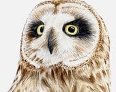 Short-Eared Owl (portrait) original artwork in watercolour