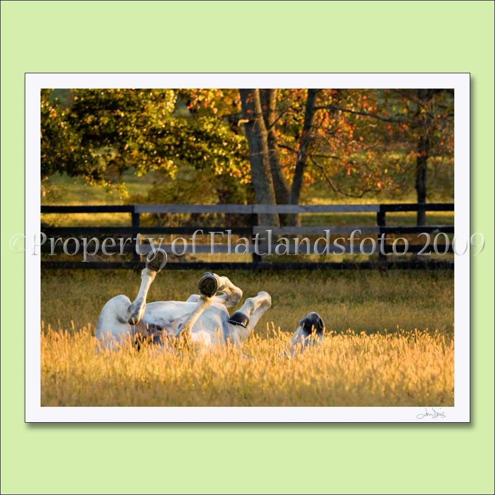 Roll in the Hay - 11x14 Decorative Print mounted on masonite