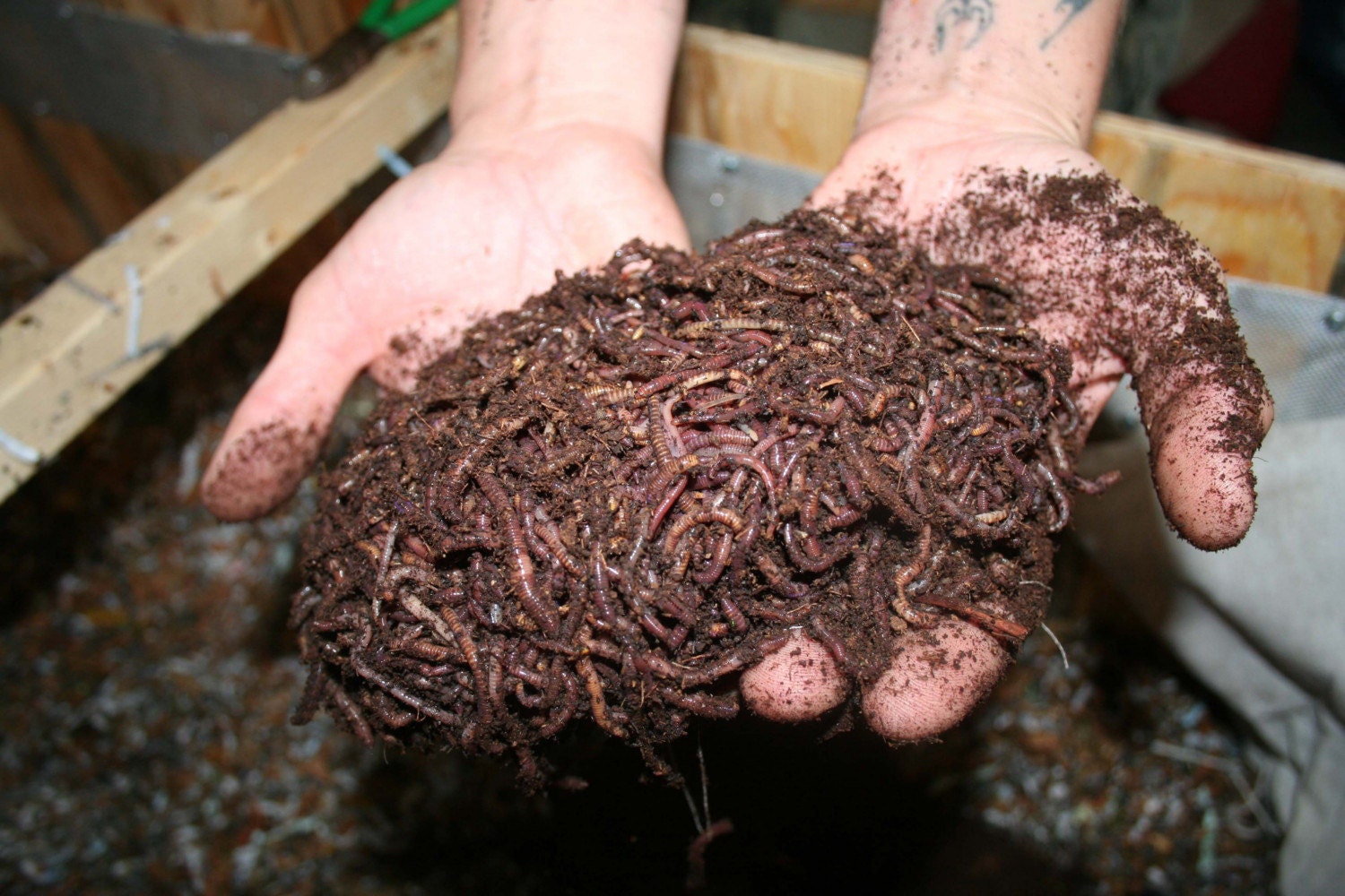 Worm Bin Maintenance Check up Local only