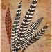 Feather Print Modern Wall Decor Art Poster "Five Fine Feathers"  11x14 Brown Vintage Inspired Wall Decor, Digital Illustration Art Print