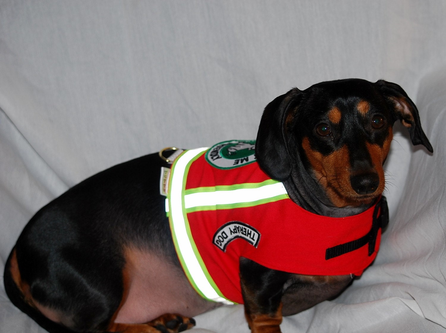 Red Therapy Dog Vest Ask To Pet Me I'm Friendly  Reflective Tape and Snap Lock custom sizes