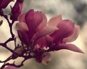 Magnolia dream photo print, rich magenta, petals, pink, green, nature, sping, Easter, home decor, fine art photograph 8"x12"