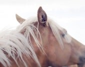 Horse photograph, equestrian, animal, english, western, print, tan, blonde, airy, light, palomino, fine art photograph 5"x7"