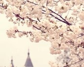 Pink cherry blossom photograph, print, white bloom, simple, girls decor, nursury, castle, sweet, fine art photograph 8"x8"