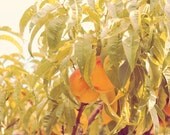 Peaches, peach, delcious, home, kitchen, restaurant decor, green, orange, nature, fragrant, fine art photograph 8"x10"