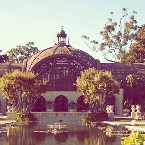Balboa Park, botanical, san diego, garden, california, pastel colors, rich green, purple, blue, fine art photograph 8"x8"