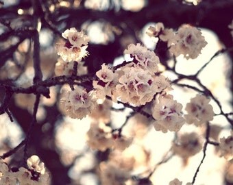 Nature print, purple white, cherry blossom, japan, rich color, treasure, abstract, pink, white, flower, fine art photograph 5"x7"