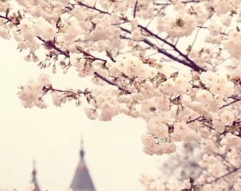 Cherry blossom festival, washington D.C., japanese, archecture, history, pink, bloom, dusty blue, fine art photograph 5"x5"