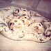 Skull, skulls, halloween, architecture, detail, spooky, epitaph, dead, gothic, bone, white, scary, fine art photograph 8"x10"