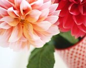 A study of dahlias No. 003  - an 8x12 fine art photograph, currently in stock