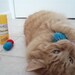 Catatonica - pill shaped cat nip toy