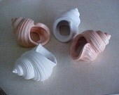 Shell napkin rings U Paint Ceramics