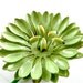 STOREWIDE SALE Vintage Wildflower Brooch Lime Chartreuse Green Enamel Flower Floral Jewelry Pin (Free Shipping USA)