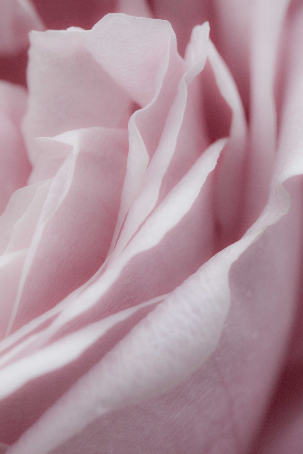 Rose Petal Dreams 16x24 signed fine art photograph softly feminine pink floral decor for shabby chic  elegant girly cottage