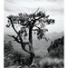 south rim tree