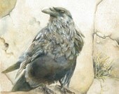 Corvus corax, Common Raven - Giclee Print of Watercolor Original