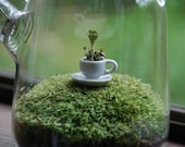 green tea with lichen moss terrarium