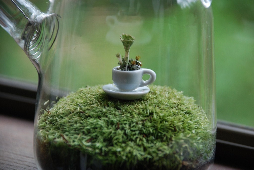 green tea with lichen moss terrarium