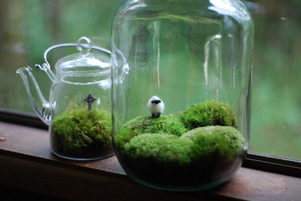 irish landscape with wee wool sheep