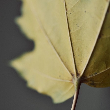 Paths - Fine Art Nature Photograph - Autumn Leaf Macro