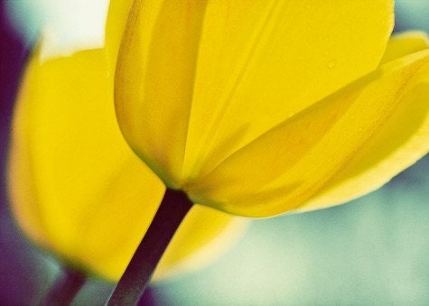 One of Us - Fine Art Flower Photograph - Tulip