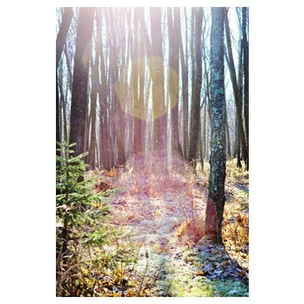 Magical Forest - Fine Art Nature Photograph - Trees in Winter
