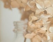 Honey Light - Fine Art Photograph - Dried Hydrangea