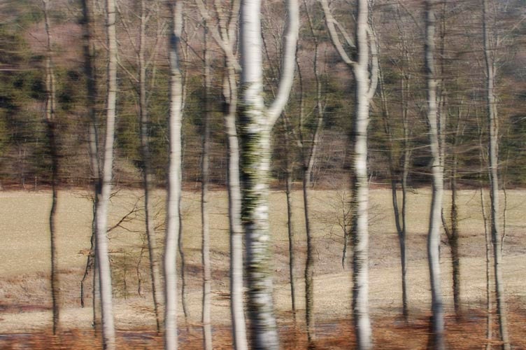Birches - Modern Nature Fine Art Photography Print - Natural White Grey Brown Rust Green - Gift for Him For Her for Friend - domatoma Birches - Modern Nature Fine Art Photography Print - Natural White Grey Brown Rust Green - Gift for Him For Her for Friend - domatoma
