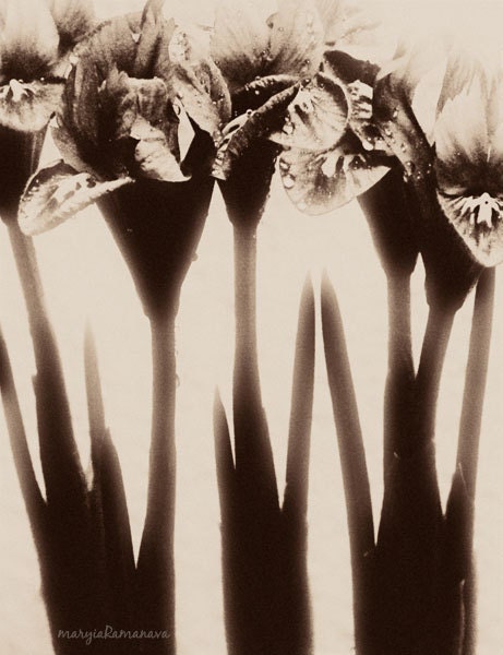 Modern Nature Photography Print Floral Fine Art Wall Art Home Bedroom Studio Office Decor Brown Sepia Tones Iris - Flowers from the Past