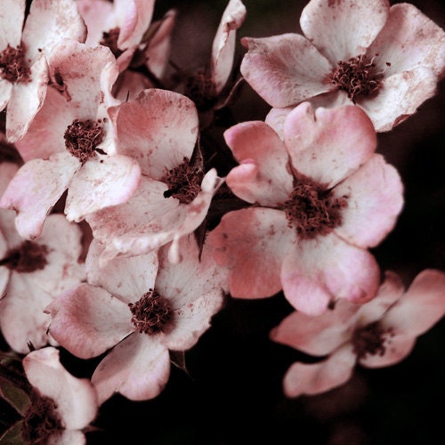 Modern Nature Fine Art Photography Print Gift for Mom for Her - About Pink