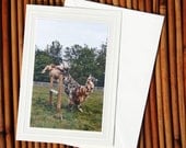Jump for Joy, Llama Photo Greeting Card, Blank