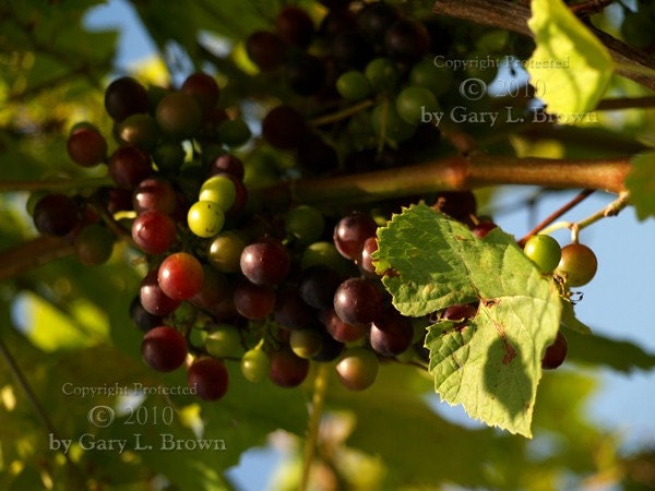Grapes Number 1 - 5 x 7 Fine Art Print