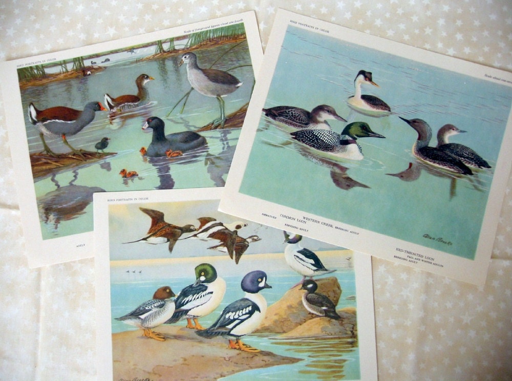 Vintage Bird Prints 3 Pieces